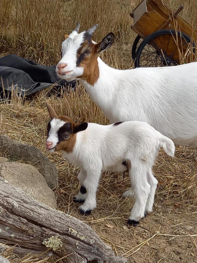 Le Domaine De La Petite Chevre Villa Ploumagoar ภายนอก รูปภาพ