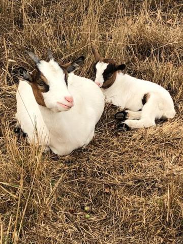 Le Domaine De La Petite Chevre Villa Ploumagoar ภายนอก รูปภาพ