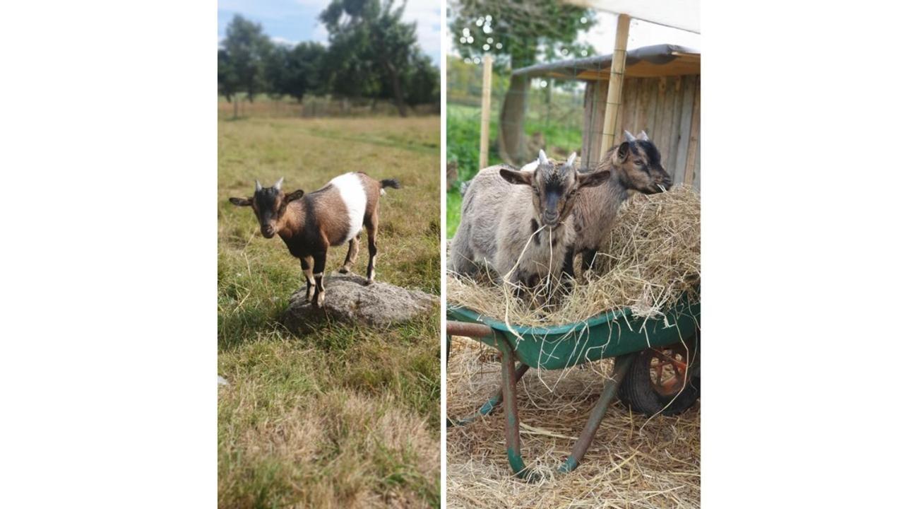 Le Domaine De La Petite Chevre Villa Ploumagoar ภายนอก รูปภาพ